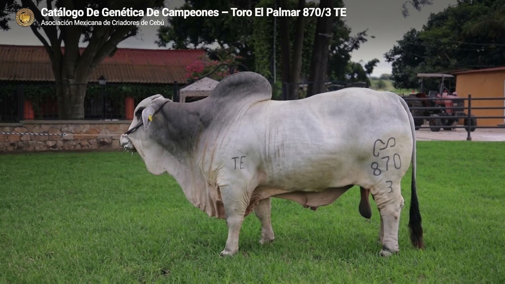 Toro El Palmar 870/3 TE