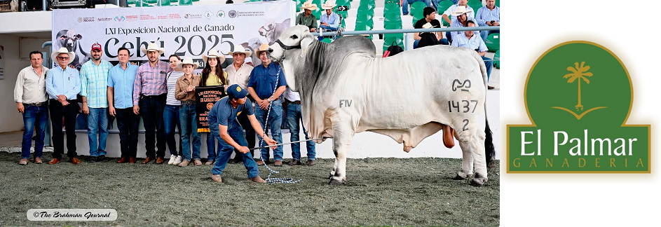 Campeón Adulto Reservado Gris: AF FERE 1437/2 FIV