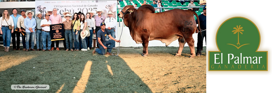 2025 LXI Exposición Nacional, Tuxtla Gutiérrez, Chiapas, México – GRAN CAMPEÓN DE LA RAZA & Campeón Adulto Rojo