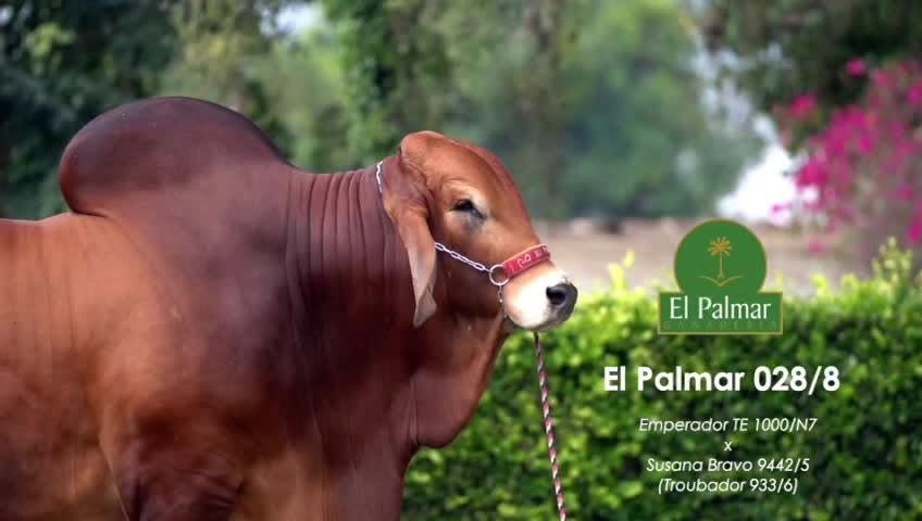 Genética de Campeones